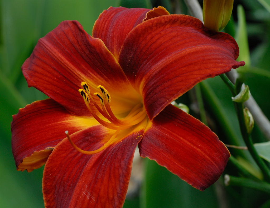 Fluorescent Day Lily – Photos by Gavin